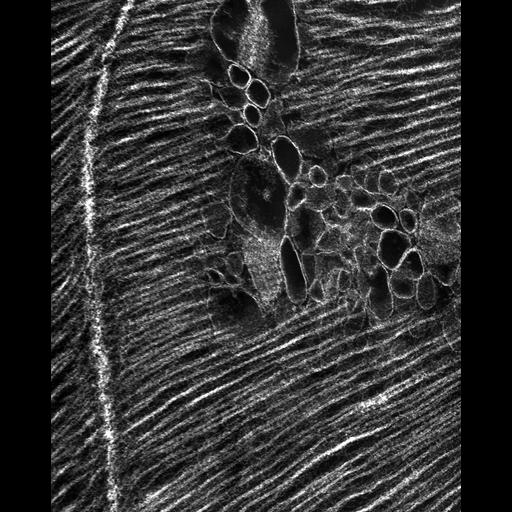  Cell Types:flight muscle cell Cell Components:myofibril, mitochondrion, sarcoplasmic reticulum, T-tubule; Biological process:skeletal muscle contraction, mitochondrial proton-transporting ATP synthase complex assembly, sequestering of calcium ion, membrane depolarization;