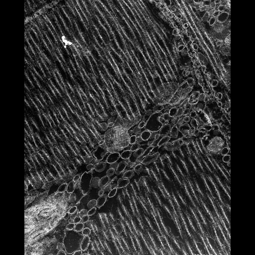  Cell Types:flight muscle cell Cell Components:myofibril, mitochondrion, sarcoplasmic reticulum, T-tubule; Biological process:skeletal muscle contraction, mitochondrial proton-transporting ATP synthase complex assembly, sequestering of calcium ion, membrane depolarization;