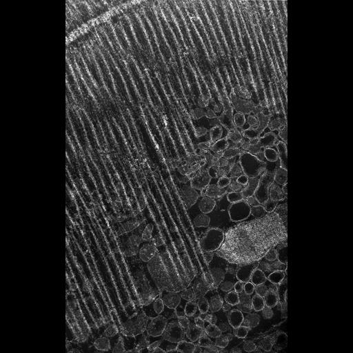  Cell Types:flight muscle cell Cell Components:myofibril, mitochondrion, sarcoplasmic reticulum, T-tubule; Biological process:skeletal muscle contraction, mitochondrial proton-transporting ATP synthase complex assembly, sequestering of calcium ion, membrane depolarization;