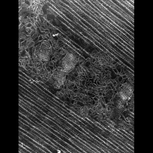  Cell Types:flight muscle cell Cell Components:myofibril, mitochondrion, sarcoplasmic reticulum, T-tubule; Biological process:skeletal muscle contraction, mitochondrial proton-transporting ATP synthase complex assembly, sequestering of calcium ion, membrane depolarization;