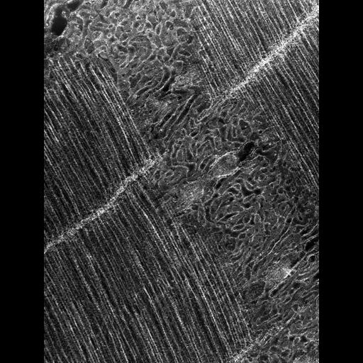  Cell Types:flight muscle cell Cell Components:myofibril, mitochondrion, sarcoplasmic reticulum, T-tubule; Biological process:skeletal muscle contraction, mitochondrial proton-transporting ATP synthase complex assembly, sequestering of calcium ion, membrane depolarization;