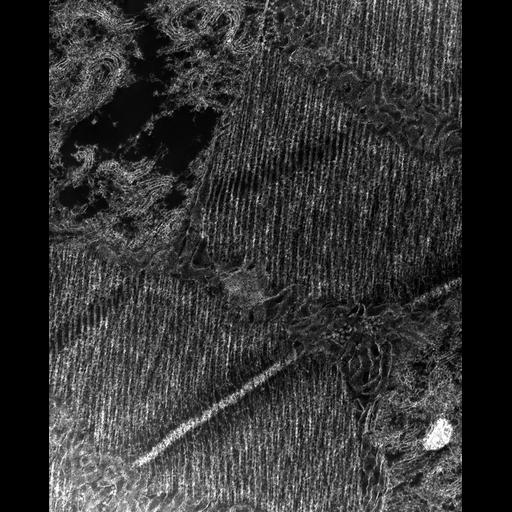  Cell Types:flight muscle cell Cell Components:myofibril, mitochondrion, sarcoplasmic reticulum, T-tubule; Biological process:skeletal muscle contraction, mitochondrial proton-transporting ATP synthase complex assembly, sequestering of calcium ion, membrane depolarization;