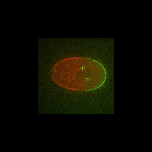  NCBI Organism:Caenorhabditis elegans; Cell Types:early embryonic cell Cell Components:cell cortex Biological process:embryo development ending in birth or egg hatching, establishment or maintenance of polarity of embryonic epithelium, anterior/posterior axis specification, embryo;