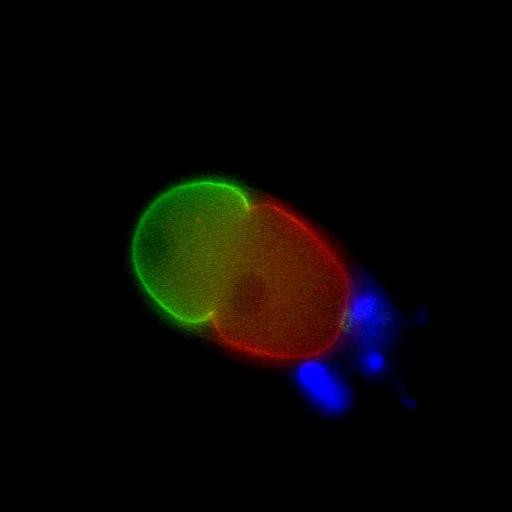  NCBI Organism:Caenorhabditis elegans; Cell Types:early embryonic cell Cell Components:cell cortex Biological process:embryo development ending in birth or egg hatching, establishment or maintenance of polarity of embryonic epithelium, anterior/posterior axis specification, embryo;