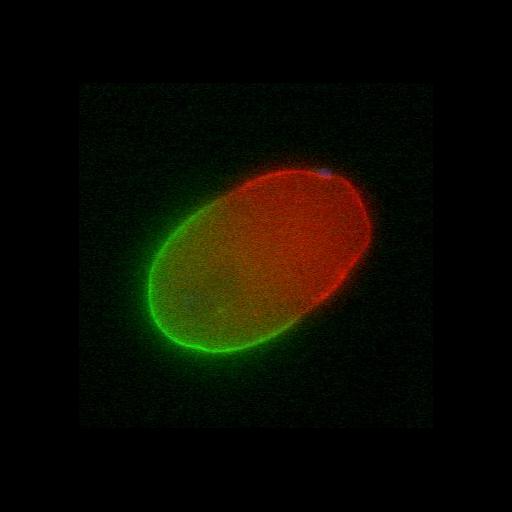  NCBI Organism:Caenorhabditis elegans; Cell Types:early embryonic cell Cell Components:cell cortex Biological process:embryo development ending in birth or egg hatching, establishment or maintenance of polarity of embryonic epithelium, anterior/posterior axis specification, embryo;