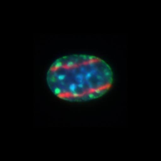  NCBI Organism:Mus musculus; Cell Components:nucleus, heterochromatin; Biological process:regulation of DNA repair