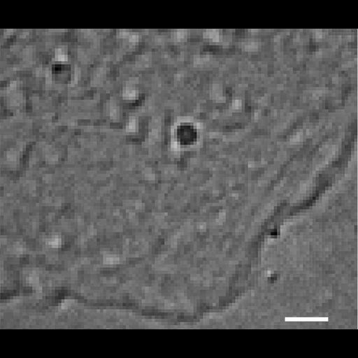  NCBI Organism:Homo sapiens; Cell Types:fibroblast Cell Components:cell