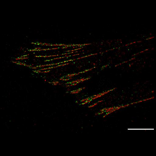  NCBI Organism:Homo sapiens; Cell Types:fibroblast Cell Components:focal adhesion, , ; Biological process:, focal adhesion assembly;