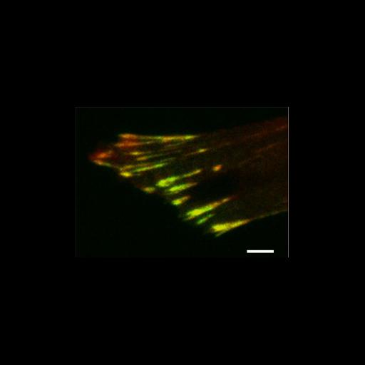  NCBI Organism:Homo sapiens; Cell Types:fibroblast Cell Components:focal adhesion, , ; Biological process:, focal adhesion assembly;