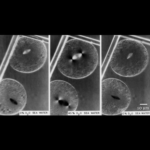  NCBI Organism:Pectinaria gouldii; Cell Types:oocyte Cell Components:spindle Biological process:mitosis