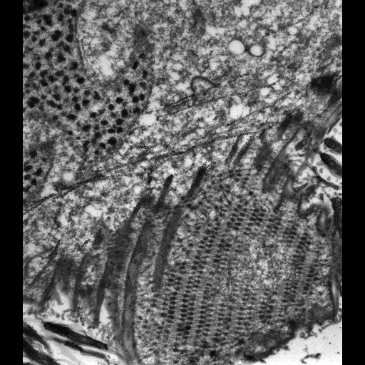  NCBI Organism:Paramecium tetraurelia; Cell Types:cell by organism, eukaryotic cell, , ; Cell Components:cell cortex, cortical microtubule cytoskeleton, cortical microtubule, oral apparatus, macronucleus; Biological process:microtubule cytoskeleton organization, oral apparatus organization, macronucleus organization;