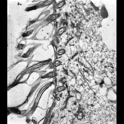  NCBI Organism:Paramecium tetraurelia; Cell Types:cell by organism, eukaryotic cell, , ; Cell Components:cell cortex, cortical microtubule cytoskeleton, cortical microtubule, oral apparatus, axonemal microtubule, microtubule basal body; Biological process:microtubule cytoskeleton organization, oral apparatus organization;