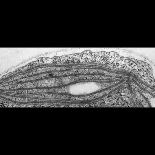  NCBI Organism:Chlamydomonas reinhardtii; Cell Components:chloroplast, plastid, plastid thylakoid membrane; Biological process:photosynthesis, organelle organization;