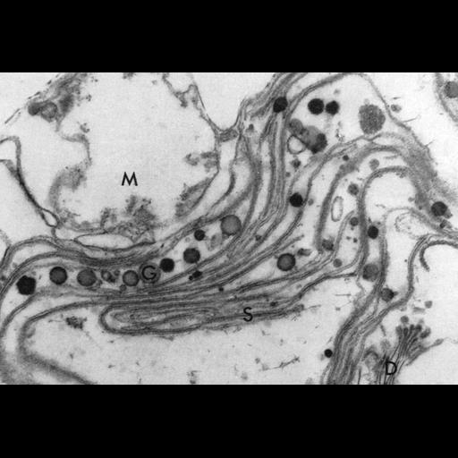  NCBI Organism:Chlamydomonas reinhardtii; Cell Components:chloroplast, plastid, plastid thylakoid membrane; Biological process:photosynthesis, organelle organization;