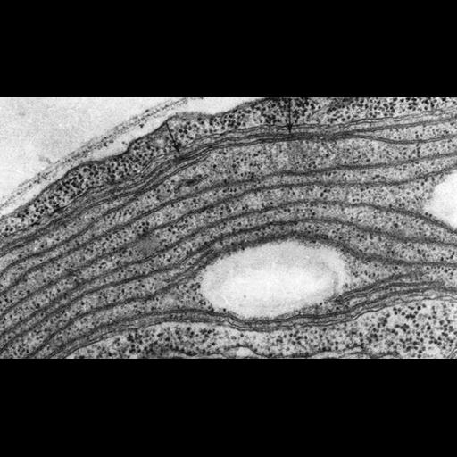  NCBI Organism:Chlamydomonas reinhardtii; Cell Components:chloroplast, plastid, plastid thylakoid membrane; Biological process:photosynthesis, organelle organization;