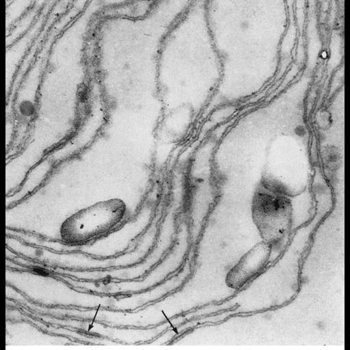  NCBI Organism:Chlamydomonas reinhardtii; Cell Components:chloroplast, plastid, plastid thylakoid membrane; Biological process:photosynthesis, organelle organization;