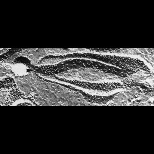  NCBI Organism:Chlamydomonas reinhardtii; Cell Components:chloroplast, plastid, plastid thylakoid membrane; Biological process:photosynthesis, organelle organization;