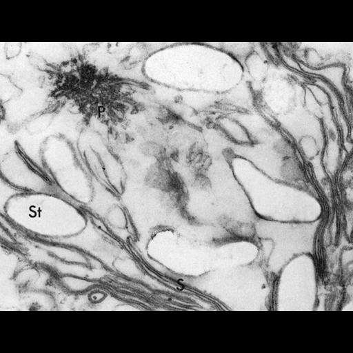  NCBI Organism:Chlamydomonas reinhardtii; Cell Components:chloroplast, plastid, plastid thylakoid membrane; Biological process:photosynthesis, organelle organization;