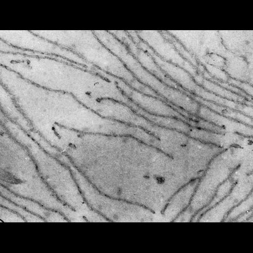  NCBI Organism:Chlamydomonas reinhardtii; Cell Components:chloroplast, plastid, plastid thylakoid membrane; Biological process:photosynthesis, organelle organization;