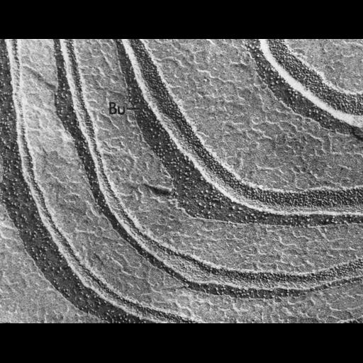  NCBI Organism:Chlamydomonas reinhardtii; Cell Components:chloroplast, plastid, plastid thylakoid membrane; Biological process:photosynthesis, organelle organization;