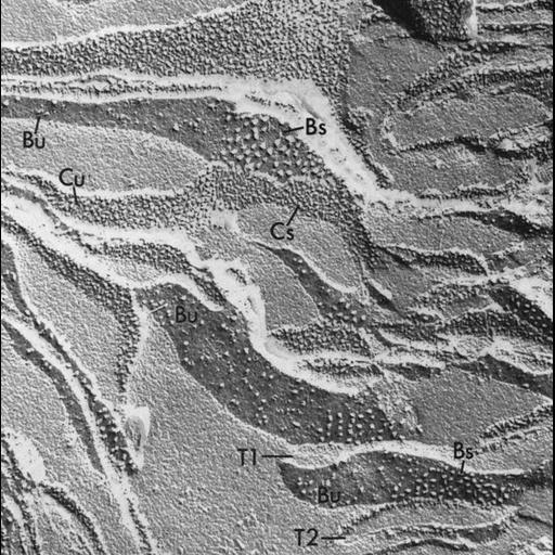  NCBI Organism:Chlamydomonas reinhardtii; Cell Components:chloroplast, plastid, plastid thylakoid membrane; Biological process:photosynthesis, organelle organization;