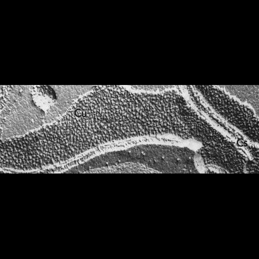  NCBI Organism:Chlamydomonas reinhardtii; Cell Components:chloroplast, plastid, plastid thylakoid membrane; Biological process:photosynthesis, organelle organization;