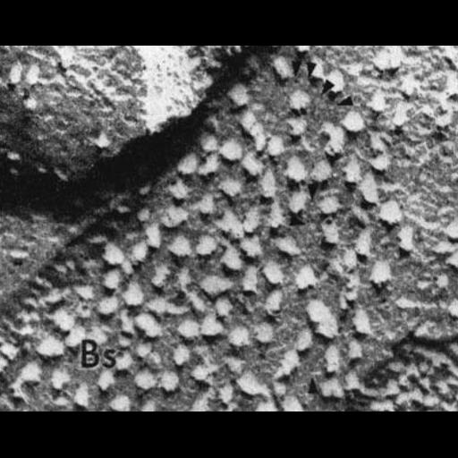  NCBI Organism:Chlamydomonas reinhardtii; Cell Components:chloroplast, plastid, plastid thylakoid membrane; Biological process:photosynthesis, organelle organization;