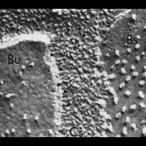  NCBI Organism:Chlamydomonas reinhardtii; Cell Components:chloroplast, plastid, plastid thylakoid membrane; Biological process:photosynthesis, plastid organization, chloroplast organization;