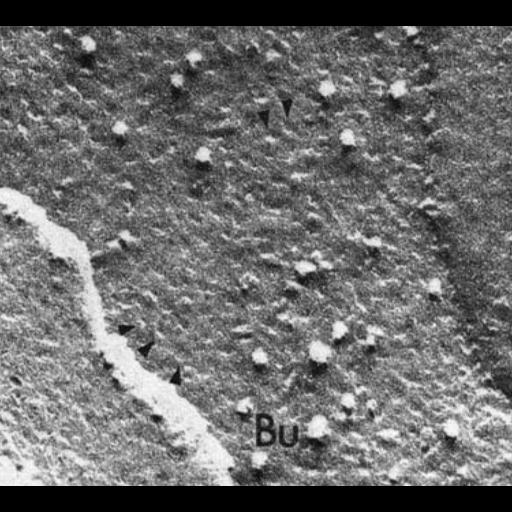  NCBI Organism:Chlamydomonas reinhardtii; Cell Components:chloroplast, plastid, plastid thylakoid membrane; Biological process:photosynthesis, organelle organization;