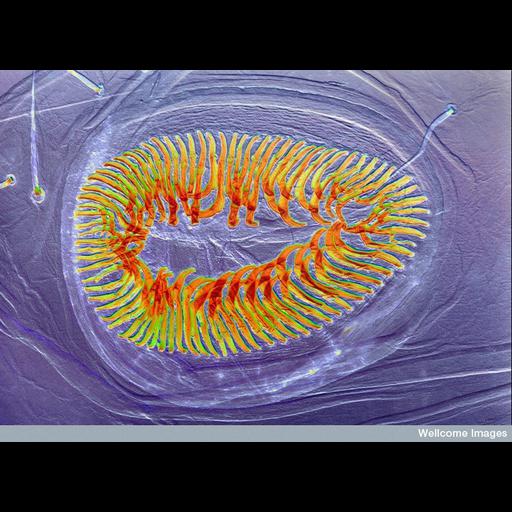  NCBI Organism:Lepidoptera; Biological process:locomotory behavior