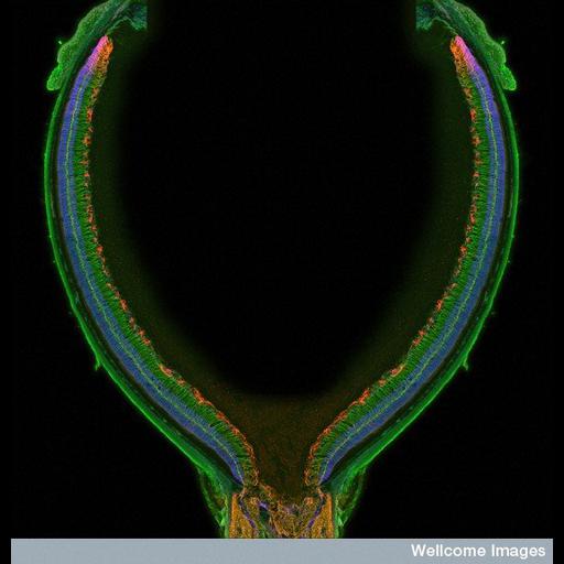  NCBI Organism:Mus musculus; Cell Types:glial cell, astrocyte, ; Cell Components:nucleus Biological process:neural retina development