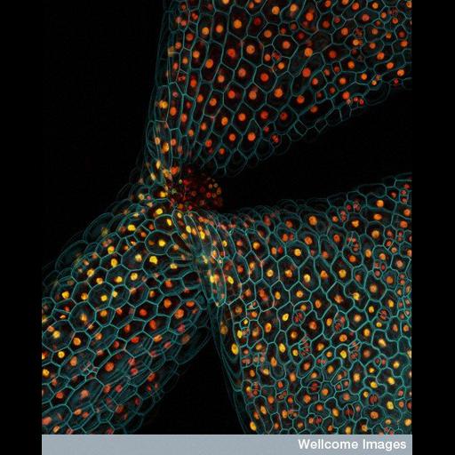  NCBI Organism:Arabidopsis thaliana; Cell Components:plasma membrane, nucleus; Biological process:gene expression