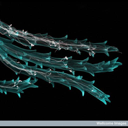  NCBI Organism:Claviceps, Triticum aestivum, ; Cell Types:fungal cell Cell Components:, , ;