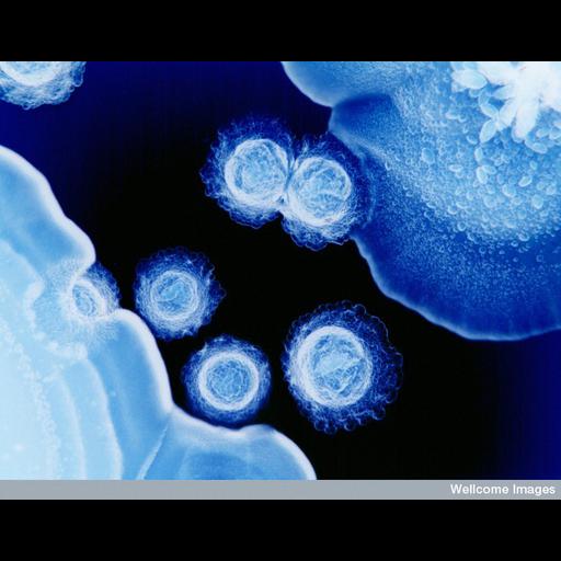  NCBI Organism:Capnocytophaga, Aggregatibacter, ; Cell Components:cell surface