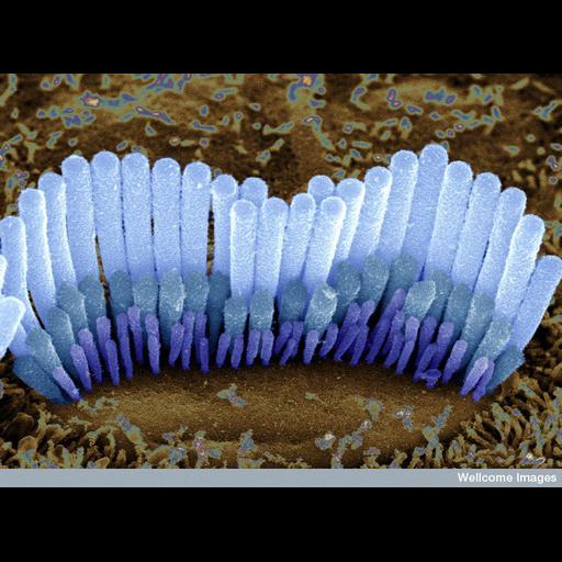  NCBI Organism:Cavia porcellus; Cell Types:auditory hair cell Cell Components:stereocilium Biological process:detection of mechanical stimulus involved in sensory perception of sound, sensory perception of sound;