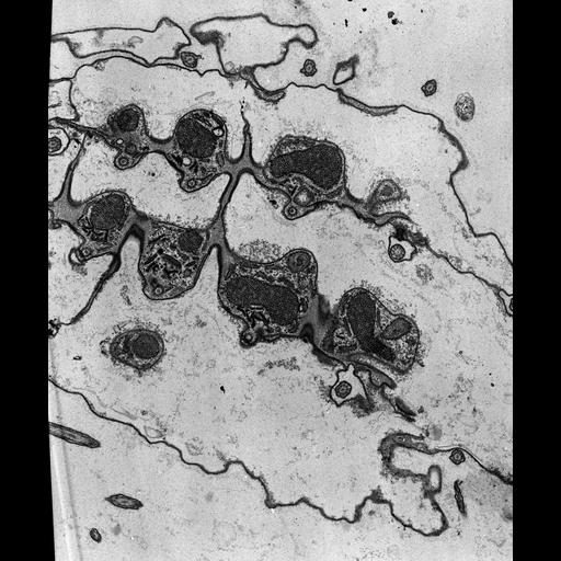  NCBI Organism:Coleps hirtus; Cell Types:eukaryotic cell, , ; Cell Components:plasma membrane, , , , cilium; Biological process:, ciliary or flagellar motility;