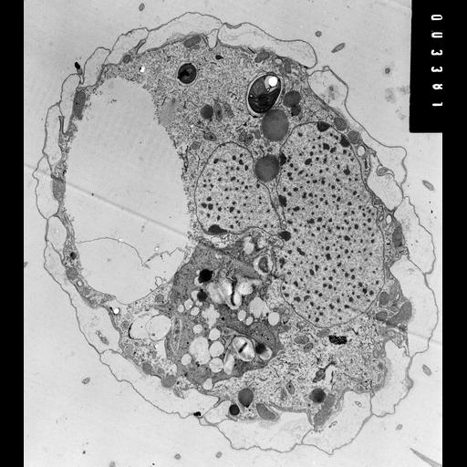  NCBI Organism:Coleps hirtus; Cell Types:eukaryotic cell, , ; Cell Components:cellular_component, plasma membrane, , contractile vacuole, macronucleus, ; Biological process:ciliary or flagellar motility, detection of calcium ion;