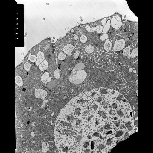  NCBI Organism:Colpoda cucullus; Cell Types:cell by organism, eukaryotic cell, , ; Cell Components:cell cortex, cytoplasm, food vacuole, cilium, microtubule basal body, ; Biological process:, cellular response to food;