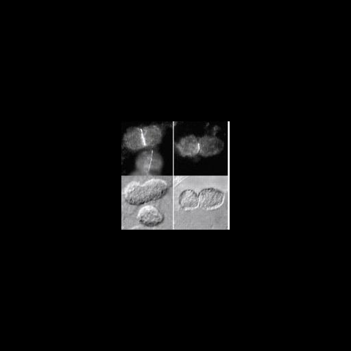  NCBI Organism:Arabidopsis thaliana; Cell Components:chloroplast, plastid part; Biological process:chloroplast organization, plastid organization;