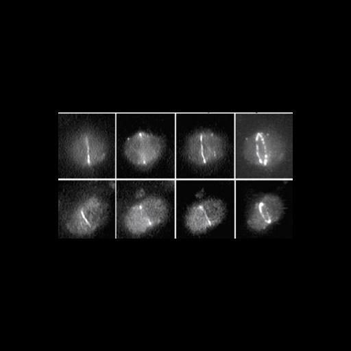  NCBI Organism:Arabidopsis thaliana; Cell Components:chloroplast, plastid part; Biological process:chloroplast organization, plastid organization;