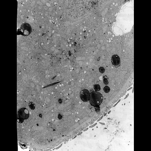  NCBI Organism:Didinium nasutum; Cell Types:cell by organism, eukaryotic cell, , ; Cell Components:cell cortex, cytoplasm, , ; Biological process:cortical cytoskeleton organization, cytoplasm organization, plasma membrane organization, detection of symbiont;