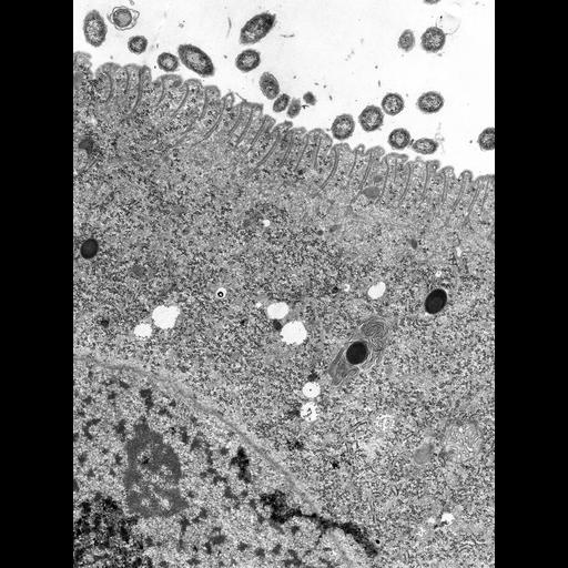  NCBI Organism:Didinium nasutum; Cell Types:cell by organism, eukaryotic cell, , ; Cell Components:cell cortex, cortical microtubule cytoskeleton, , ; Biological process:cortical cytoskeleton organization, cortical microtubule organization, plasma membrane organization, ;