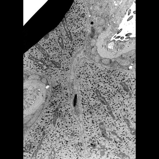  NCBI Organism:Didinium nasutum; Cell Types:cell by organism, eukaryotic cell, , ; Cell Components:cell division site, cleavage furrow, , , nucleolar chromatin; Biological process:, cortical microtubule organization, nuclear division, , ;