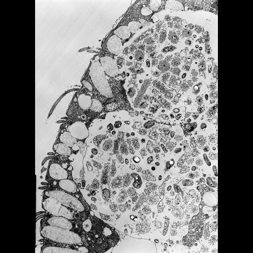  NCBI Organism:Colpoda cucullus; Cell Types:cell by organism, eukaryotic cell, , ; Cell Components:cilium, microtubule basal body, cell cortex, cytoplasm, food vacuole; Biological process:cell motility, digestion;