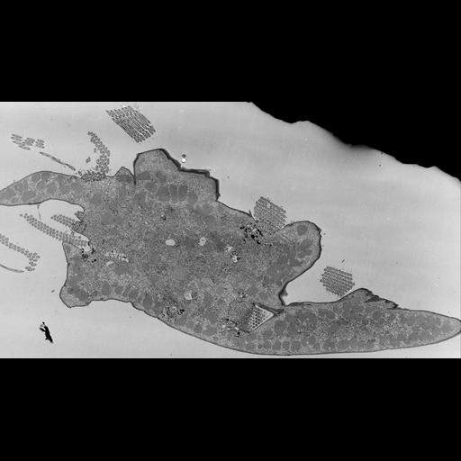  NCBI Organism:Euplotes sp.; Cell Types:cell by organism, eukaryotic cell, , ; Cell Components:cilium, cytoplasm, oral apparatus; Biological process:ciliary or flagellar motility, oral apparatus organization, ;