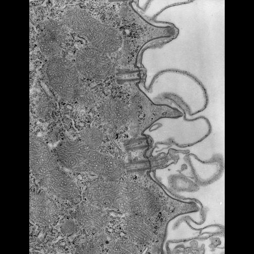  NCBI Organism:Paramecium caudatum; Cell Types:cell by organism, eukaryotic cell, , ; Cell Components:pellicle, , cell cortex; Biological process:plasma membrane organization