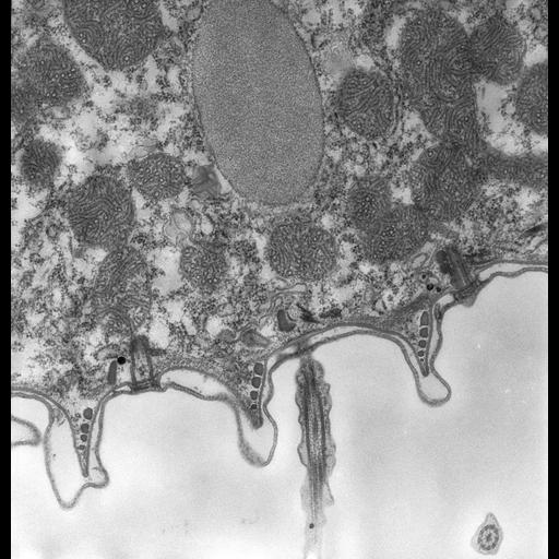  NCBI Organism:Paramecium caudatum; Cell Types:cell by organism, eukaryotic cell, , ; Cell Components:cell cortex, cilium, , ; Biological process:cortical cytoskeleton organization, cytoplasm organization;