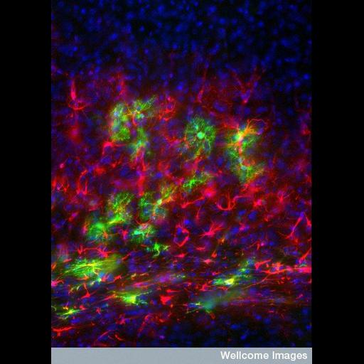  NCBI Organism:Mus musculus; Cell Types:neuronal stem cell, oligodendrocyte, astrocyte; Biological process:neuron differentiation