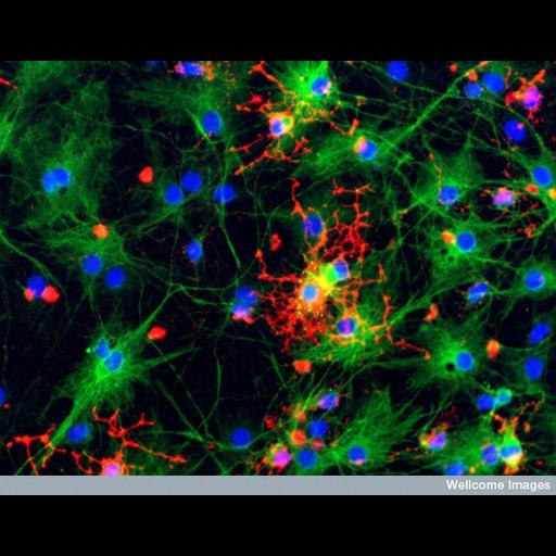  NCBI Organism:Rattus; Cell Types:astrocyte, oligodendrocyte, neuronal stem cell; Cell Components:nucleus, neuron projection; Biological process:stem cell differentiation