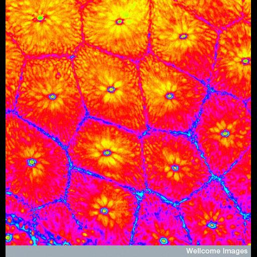  NCBI Organism:Homo sapiens; Cell Components:actin cytoskeleton Biological process:mucus secretion